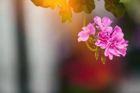 Spring flowers Stock Photos