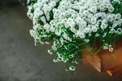 Spring flowers Stock Photos