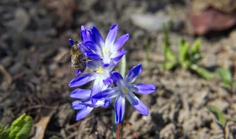 Spring flowers. 库存照片