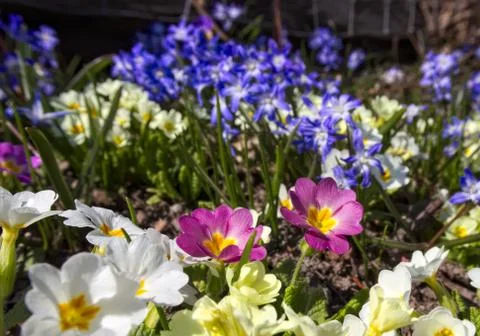 Spring flowers. Fotos de archivo