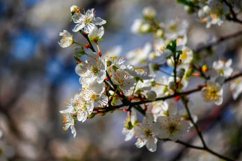 Spring flowers Stock Photos