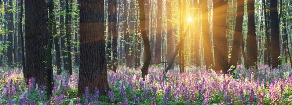 Spring flowers Stock Photos
