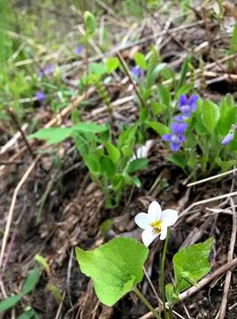 Spring Flowers Stock Photos