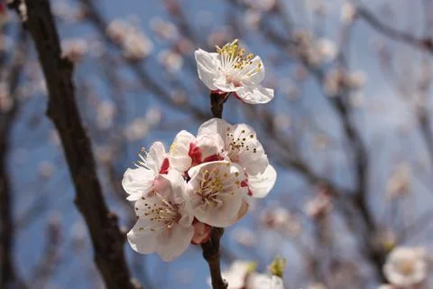Spring Flowers Stock Photos