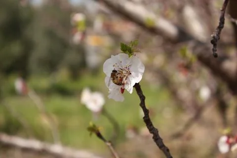 Spring Flowers Stock Photos