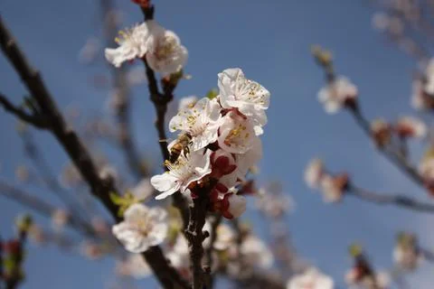 Spring Flowers Stock Photos