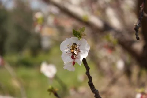 Spring Flowers Stock Photos