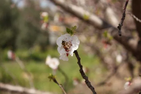 Spring Flowers Stock Photos