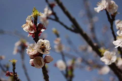 Spring Flowers Stock Photos