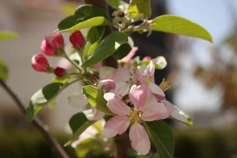 Spring Flowers Stock Photos