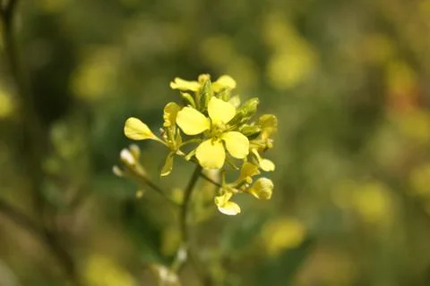 Spring Flowers Stock Photos