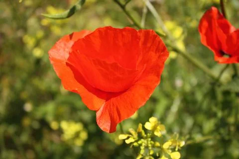 Spring Flowers Stock Photos