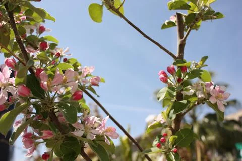 Spring Flowers Stock Photos
