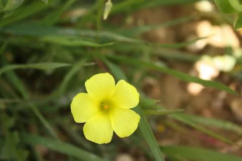 Spring Flowers Stock Photos