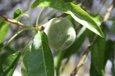 Spring Flowers Stock Photos