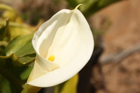 Spring Flowers Stock Photos