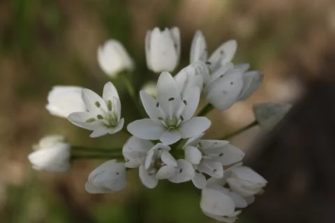 Spring flowers Stock Photos