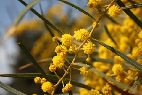 Spring flowers Stock Photos