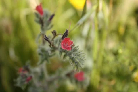 Spring flowers Stock Photos