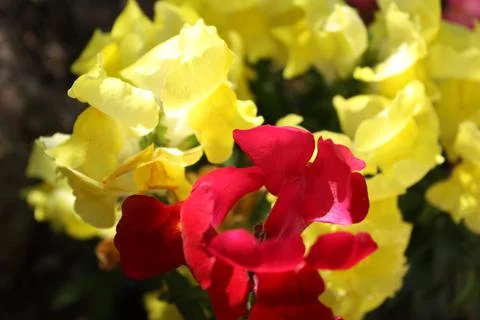 Spring flowers Stock Photos