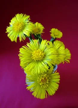 Spring flowers Stock Photos