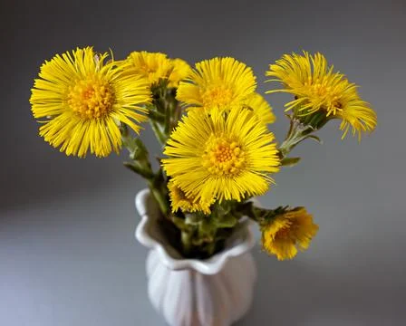 Spring flowers Stock Photos