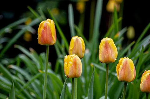 Spring Flowers Stock Photos