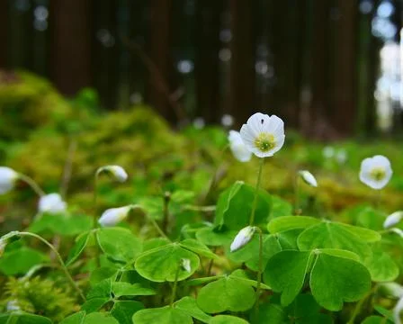 Spring flowers Stock Photos
