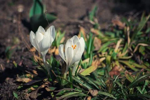 Spring flowers Stock Photos