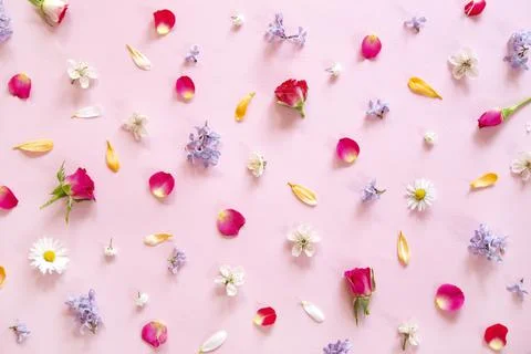 Spring flowers Фото