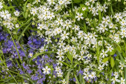 Spring flowers Stock Photos