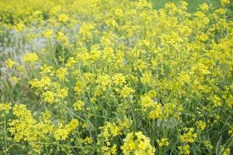 Spring flowers Stock Photos