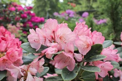 Spring flowers Stock Photos