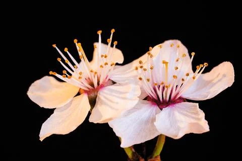 Spring flowers Stock Photos