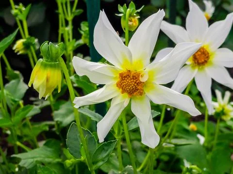 Spring flowers 스톡 사진