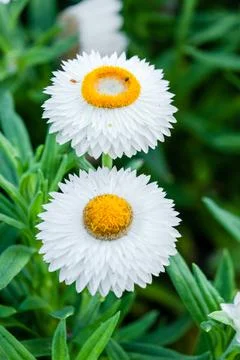 Spring flowers Stock Photos