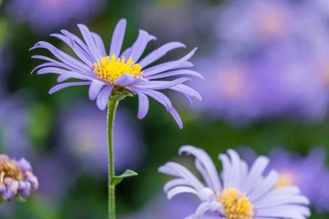 Spring flowers Foto stock