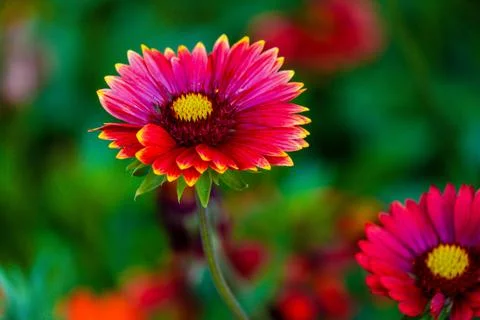 Spring flowers Foto stock