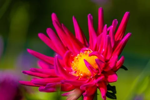Spring flowers Stock Photos