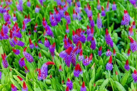 Spring flowers Foto stock