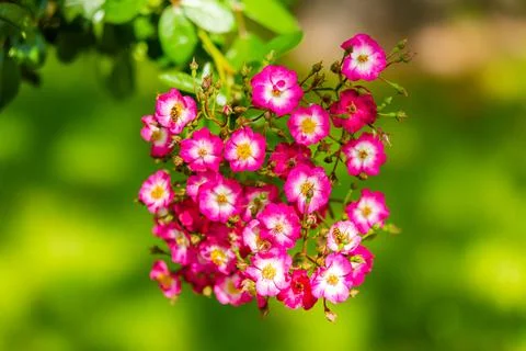 Spring flowers Stock Photos