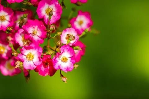 Spring flowers Stock Photos