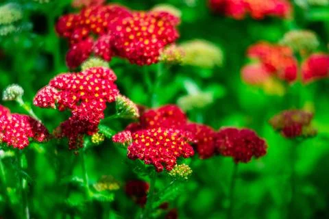 Spring flowers Stock Photos