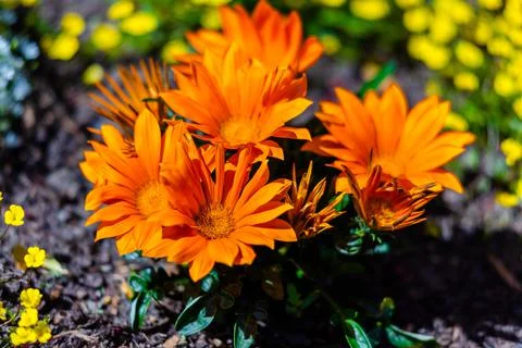 Spring flowers Stock Photos