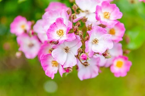 Spring flowers Stock Photos