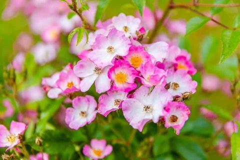 Spring flowers Foto stock
