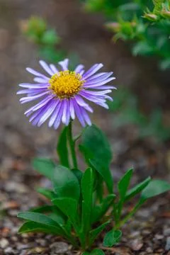 Spring flowers Stock Photos