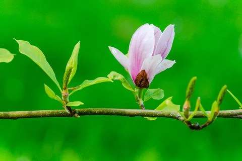 Spring flowers Stock Photos