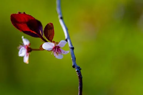 Spring flowers Foto stock