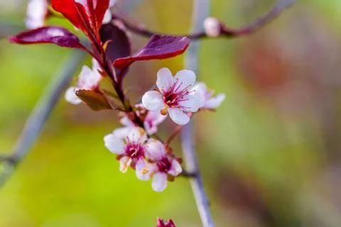 Spring flowers Stock Photos